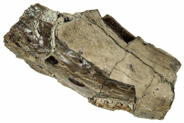 Partial Fossil Dinosaur (Tyrannosaurus rex) Tooth - Montana #325123